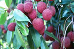 Brewster Lychee Fruit